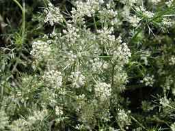 Ames_29108_07ncao01_SD_PL_UM_2008-07-23_01.jpg