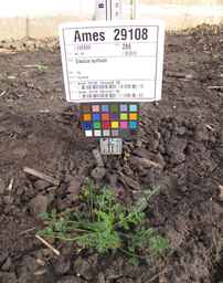 Ames_29108_08ncai01_SD.JPG