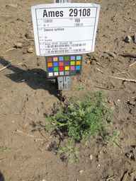 Ames_29108_08ncai01_SD_PL_XX_2012-07-11_01.jpg