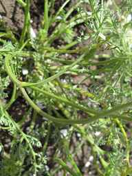 Ames_29109_07ncao01_SD_PL_LV_2012-07-10_02.jpg