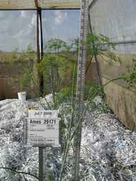 Ames_29171_07ncao01_SD_PL_FL_2008-07-07_01.jpg