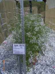 Ames_29173_07ncao01_SD_PL_FL_2009-06-10_01.jpg