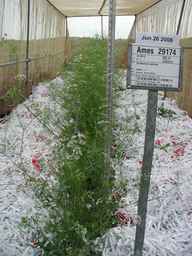 Ames_29174_07ncao01_SD_PL_FL_2008-06-26_01.jpg