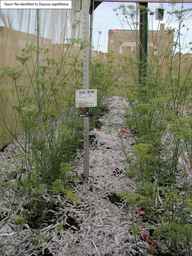 Ames_30198_09ncao01_SD_PL_XX_2010-07-15_06.jpg