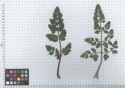 Ames_30260_09ncao01_SD_PL_LV_2012-05-16_04.jpg