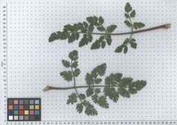 Ames_30260_09ncao01_SD_PL_LV_2012-05-16_05.jpg