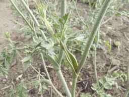 Ames_30260_09ncao01_SD_PL_LV_2012-06-07_02.jpg