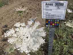 Ames_30260_09ncao01_SD_PL_UM_2012-06-07_02.jpg