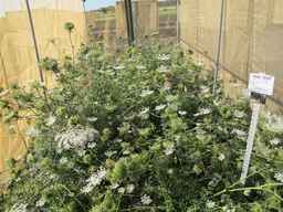 Ames_30260_09ncao01_SD_PL_XX_2012-07-10_02.jpg