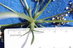Ames_30292_09ncao01_SD_PL_CL_2011-08-19_01.jpg