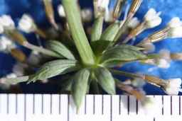 Ames_30292_09ncao01_SD_PL_CL_2011-08-19_04.jpg