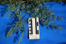 Ames_30292_09ncao01_SD_PL_CL_2011-08-19_05.jpg