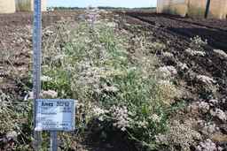 Ames_30292_09ncao01_SD_PL_FL_2012-07-19_02.jpg