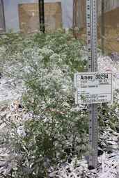 Ames_30294_09ncao01_SD_PL_FL_2011-06-17_01.jpg