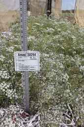 Ames_30294_09ncao01_SD_PL_FL_2011-07-13_01.jpg