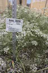 Ames_30295_09ncao01_SD_PL_FL_2011-07-13_01.jpg