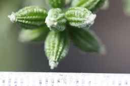 Ames_30297_09ncao01_SD_02_Fruit.JPG