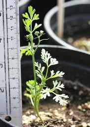 Ames_30297_09ncao01_SD_03_Plant.JPG