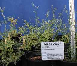 Ames_30297_09ncao01_SD_05.JPG