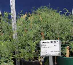 Ames_30297_16ncai01_SD.JPG