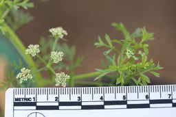 Ames_30297_16ncai01_SD_01_Flower.JPG