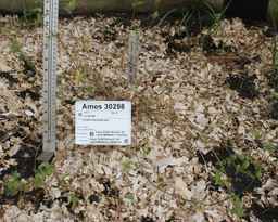 Ames_30298_09ncao01_SD.JPG