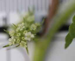 Ames_30298_09ncao01_SD_Flower.JPG