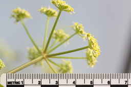 Ames_30299_09ncao01_SD_01_Flower.JPG