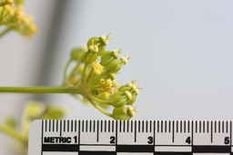 Ames_30299_09ncao01_SD_02_Fruit.JPG