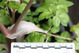 Ames_30299_09ncao01_SD_03_leaves.JPG