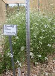 Ames_30301_09ncao01_SD.JPG