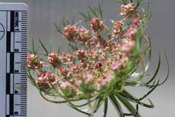 Ames_30304_09ncao01_SD_02_Umbel.JPG