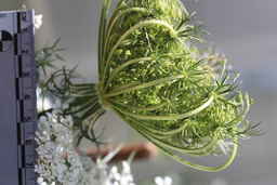 Ames_30304_09ncao01_SD_03_Umbel.JPG
