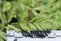 Ames_30304_09ncao01_SD_04_Leaf.JPG