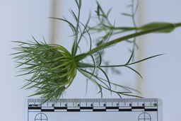 Ames_30304_09ncao01_SD_04_Umbel.JPG