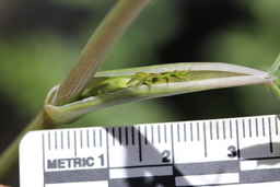 Ames_30304_09ncao01_SD_06_stem.JPG