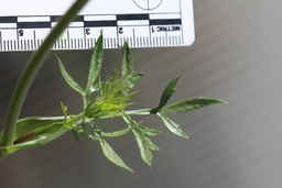 Ames_30304_09ncao01_SD_08_leaf.JPG