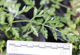 Ames_30304_09ncao01_SD_10_leaf.JPG