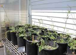 Ames_30304_09ncao01_SD__01_Plant.JPG