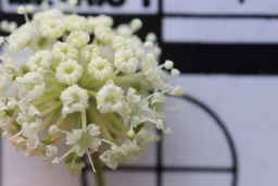 Ames_30668_10ncao01_SD_01_Flower.JPG