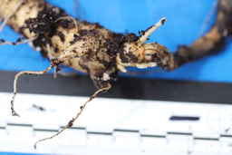Ames_30668_10ncao01_SD_01_Root.JPG