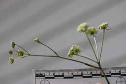 Ames_30668_10ncao01_SD_02_Flower.JPG