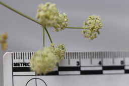 Ames_30668_10ncao01_SD_03_Flower.JPG