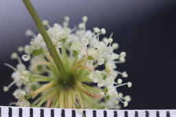 Ames_30668_10ncao01_SD_05_Flower.JPG