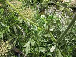 Ames_31193_11ncao01_SD_PL_LV_2012-06-22_01.jpg