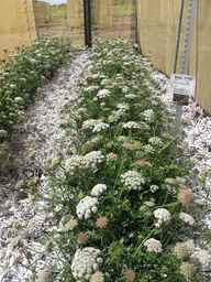 Ames_31193_11ncao01_SD_PL_XX_2012-06-22_02.jpg