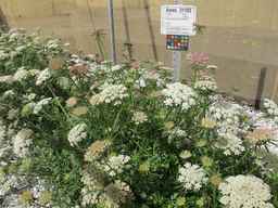 Ames_31193_11ncao01_SD_PL_XX_2012-06-22_05.jpg