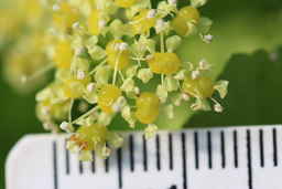 Ames_31618_12ncao01_SD_01_Flower.JPG