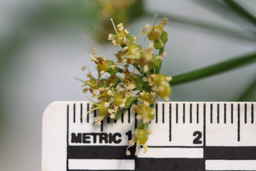 Ames_31618_12ncao01_SD_02_Flower.JPG