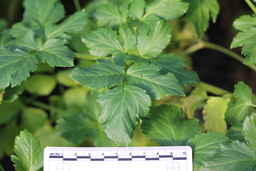 Ames_31618_12ncao01_SD_03_Leaf.JPG
